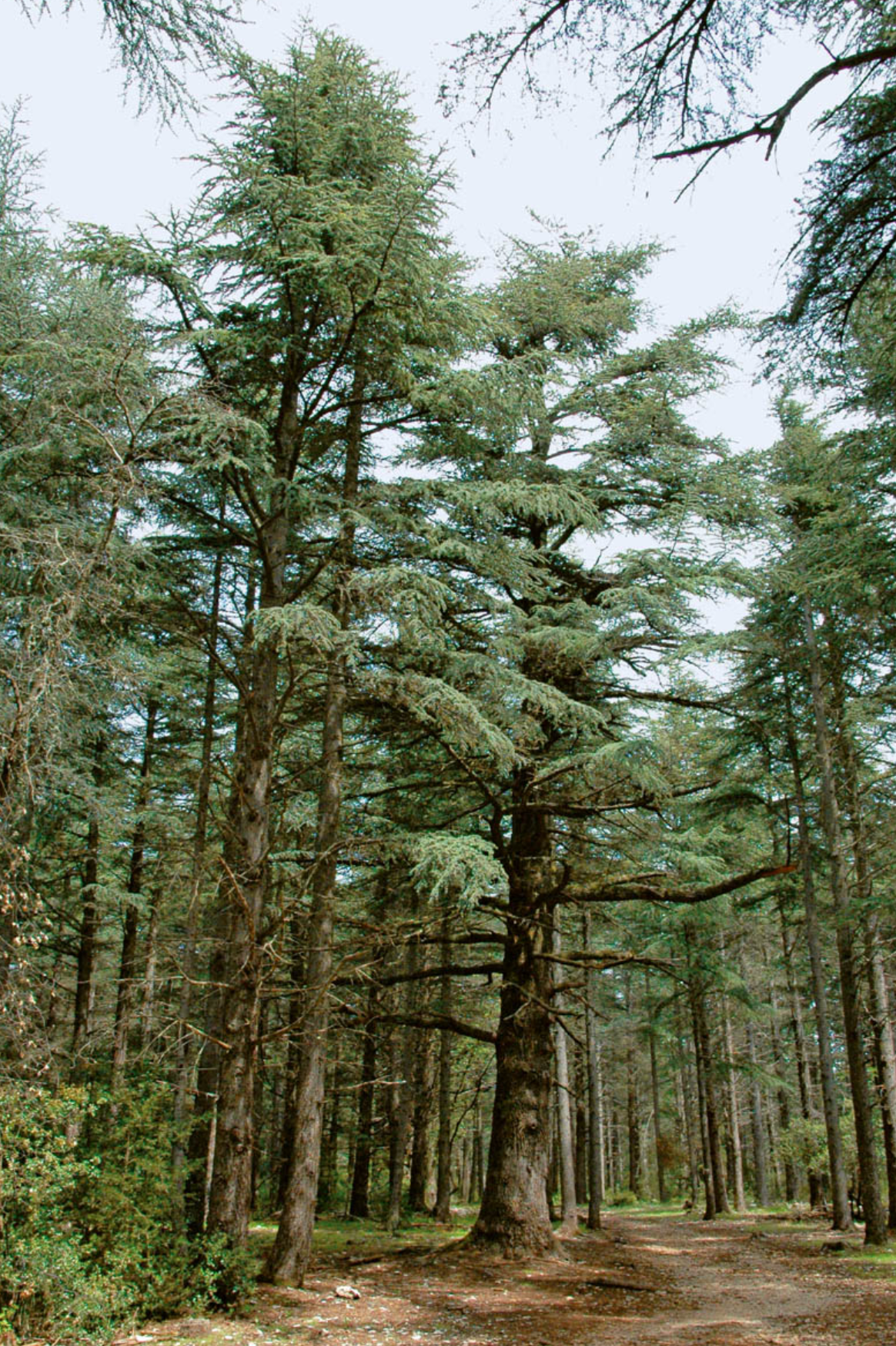 Forêt des cèdres du Luberon
